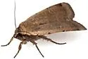 Abagrotis alampeta - Hodges#11025 - photo 5