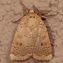Greater Red Dart - Hodges#11029 - photo 3