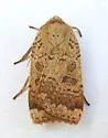 Greater Red Dart - Hodges#11029 - photo 5