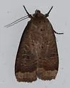 Blueberry Budworm Moth - Hodges#11045