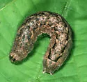 Blueberry Budworm Moth - Hodges#11045 - photo 2