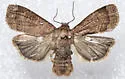 Blueberry Budworm Moth - Hodges#11045 - photo 3