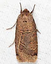 Blueberry Budworm Moth - Hodges#11045 - photo 4