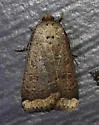 Blueberry Budworm Moth - Hodges#11045 - photo 5