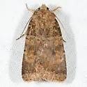 Abagrotis apposita - Hodges#11037 - photo 2