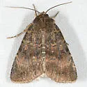 Abagrotis apposita - Hodges#11037 - photo 3
