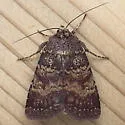 Abagrotis apposita - Hodges#11037 - photo 4