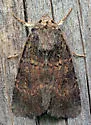 Abagrotis apposita - Hodges#11037 - photo 5