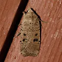 Abagrotis baueri - Hodges#11028