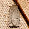 Abagrotis baueri - Hodges#11028 - photo 2