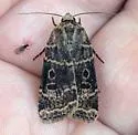Abagrotis baueri - Hodges#11028 - photo 3