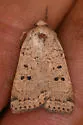 Abagrotis baueri - Hodges#11028 - photo 4