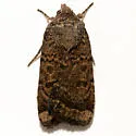 Abagrotis baueri - Hodges#11028 - photo 5