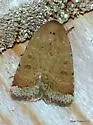 Abagrotis benjamini - Hodges#11024.1