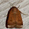 Abagrotis benjamini - Hodges#11024.1 - photo 3