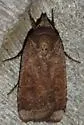 Abagrotis benjamini - Hodges#11024.1 - photo 4