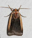 Abagrotis bimarginalis - Hodges#11017 - Abagrotis bimarginalis