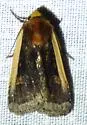 Abagrotis bimarginalis - Hodges#11017 - photo 4