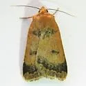 Abagrotis brunneipennis - Hodges#11044