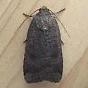 Abagrotis brunneipennis - Hodges#11044 - photo 2