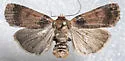 Abagrotis brunneipennis - Hodges#11044 - photo 3