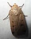 Cupid Dart - Hodges#11043