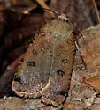Cupid Dart - Hodges#11043 - photo 2