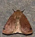 Cupid Dart - Hodges#11043 - photo 3
