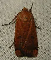Cupid Dart - Hodges#11043 - photo 4