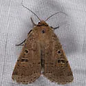 Abagrotis denticulata - Hodges#11026