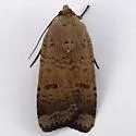 Abagrotis denticulata - Hodges#11026 - photo 3