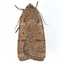 Abagrotis denticulata - Hodges#11026 - photo 4