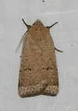 Abagrotis denticulata - Hodges#11026 - photo 5