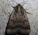 Abagrotis discoidalis - Hodges#11035 - Abagrotis discoidalis