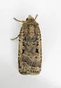 Abagrotis discoidalis - Hodges#11035 - photo 2
