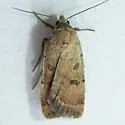 Abagrotis dodi - Hodges#11042