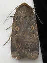 Abagrotis duanca - Hodges#11039 - Abagrotis duanca