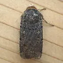 Abagrotis duanca - Hodges#11039 - photo 3