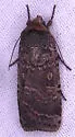 Abagrotis duanca - Hodges#11039 - photo 4