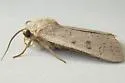 Abagrotis erratica - Hodges#11013 - photo 2