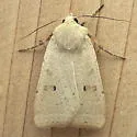 Abagrotis erratica - Hodges#11013 - photo 4