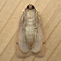 Abagrotis erratica - Hodges#11013 - photo 5