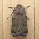 Abagrotis forbesi - Hodges#11029.2 - Abagrotis forbesi