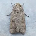 Abagrotis forbesi - Hodges#11029.2 - photo 3