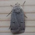 Abagrotis forbesi - Hodges#11029.2 - photo 4