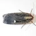 Abagrotis glenni - Hodges#11022