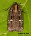 Abagrotis glenni - Hodges#11022 - photo 3