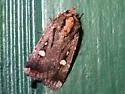 Abagrotis glenni - Hodges#11022 - photo 4