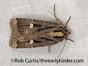 Abagrotis glenni - Hodges#11022 - photo 5