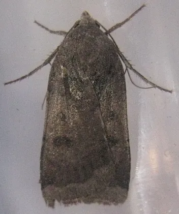 Abagrotis hermina - Hodges#11030.1 - photo 2